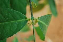 Salacia macrosperma
